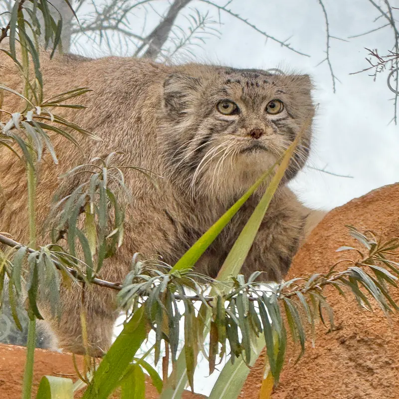プラハ動物園のスパイの写真