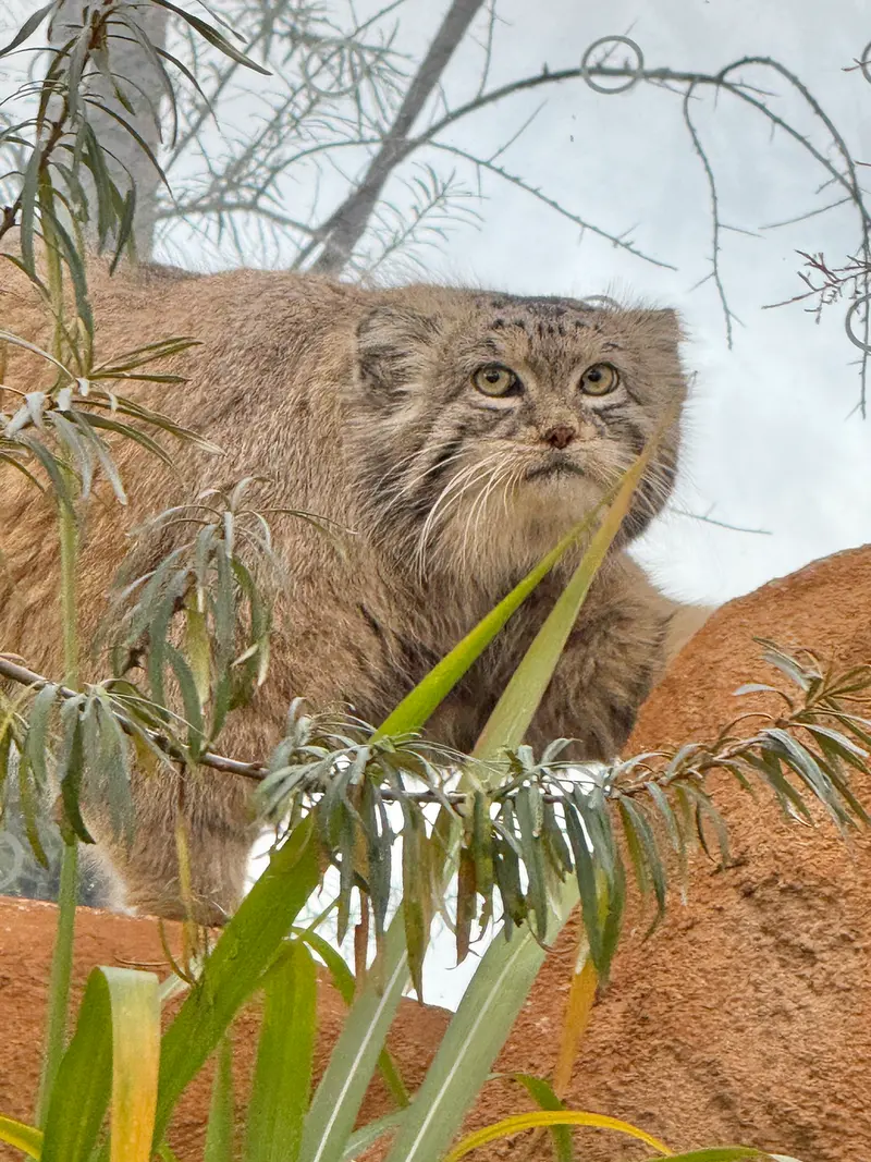 プラハ動物園のスパイの写真