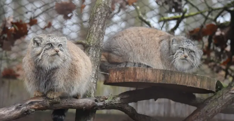 ブルノ動物園のナミカの写真
