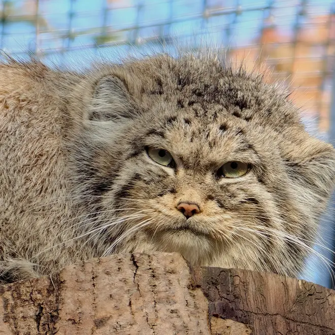 グダニスク動物園のウラの写真
