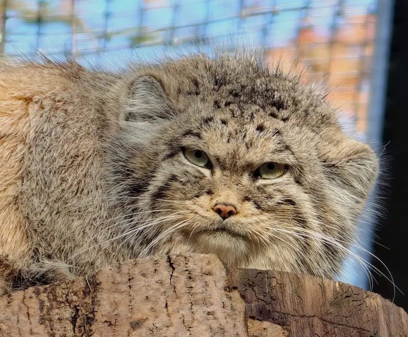 グダニスク動物園のウラの写真