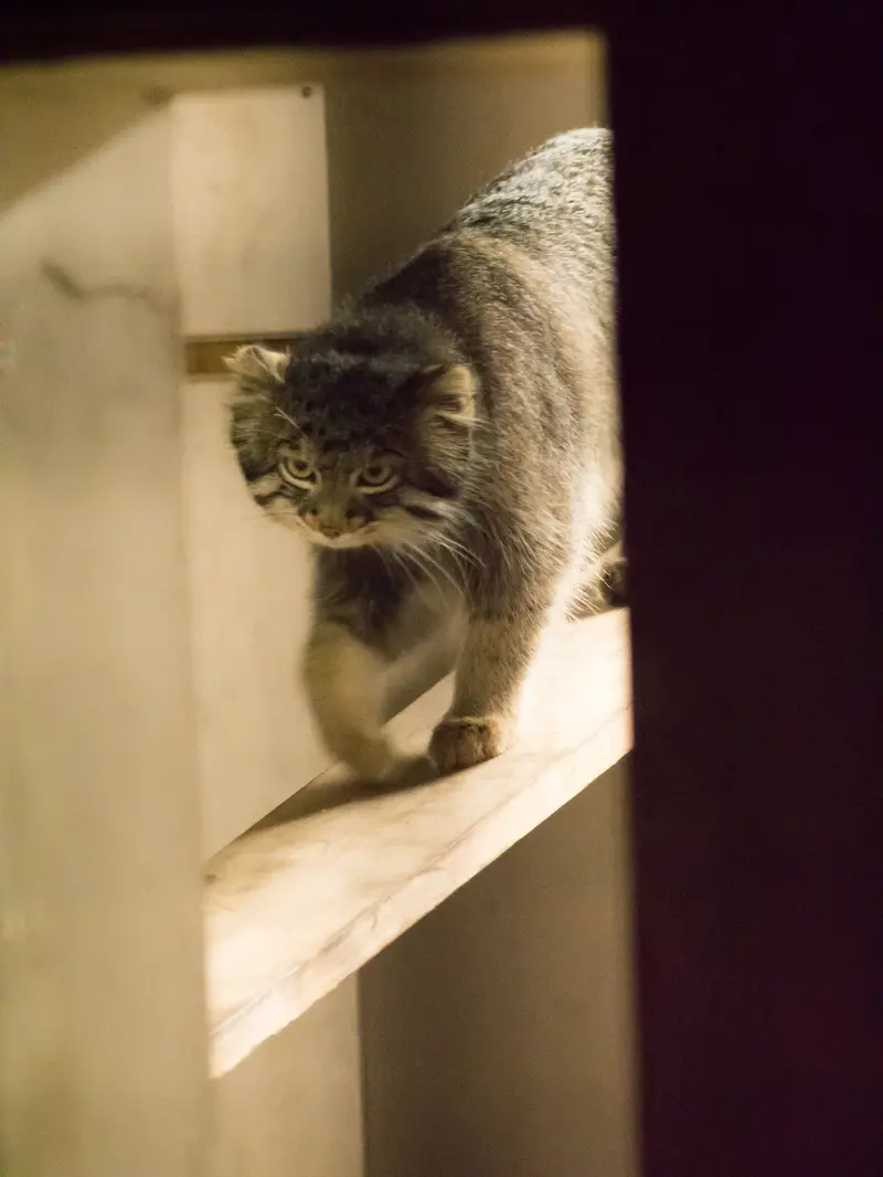 野毛山動物園のフィーガの写真