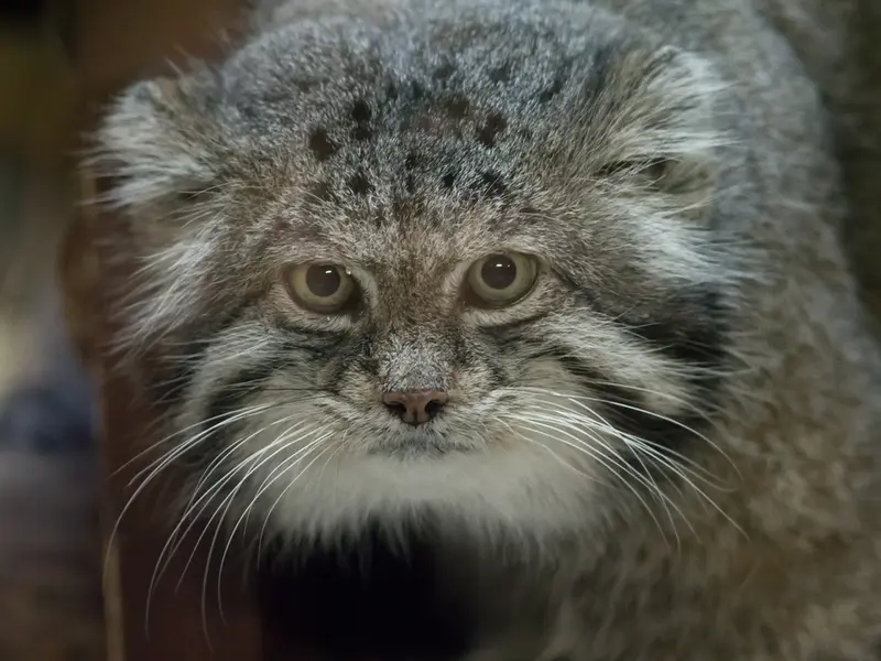 恩賜上野動物園のクリョンの写真