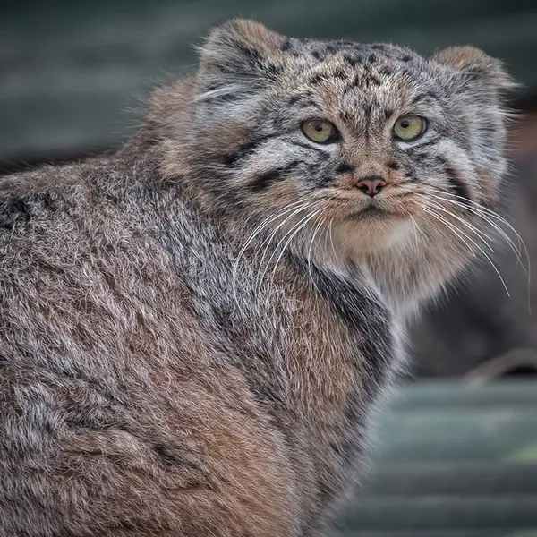 イフラヴァ動物園のフヴォスチクの写真