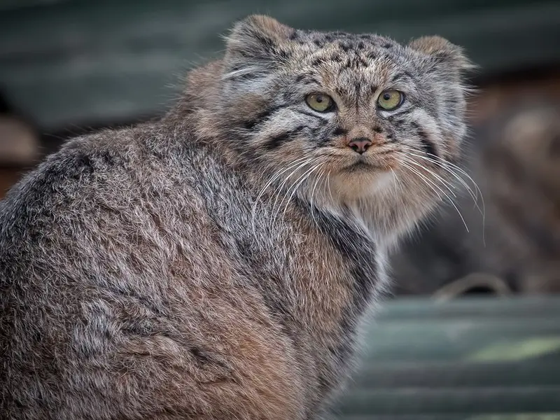 イフラヴァ動物園のフヴォスチクの写真