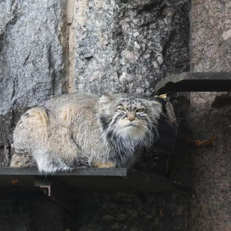 モスクワ動物園のティモフェイの写真