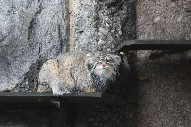モスクワ動物園のティモフェイの写真