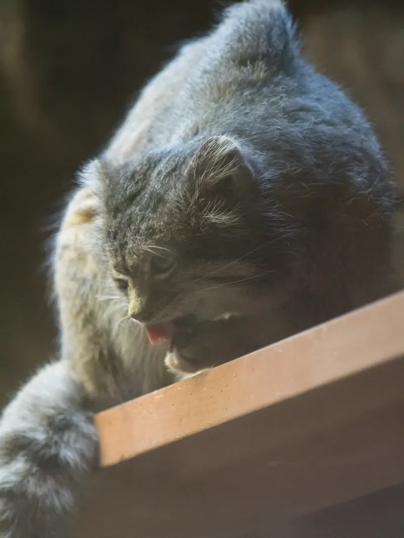 恩賜上野動物園のクリョンの写真