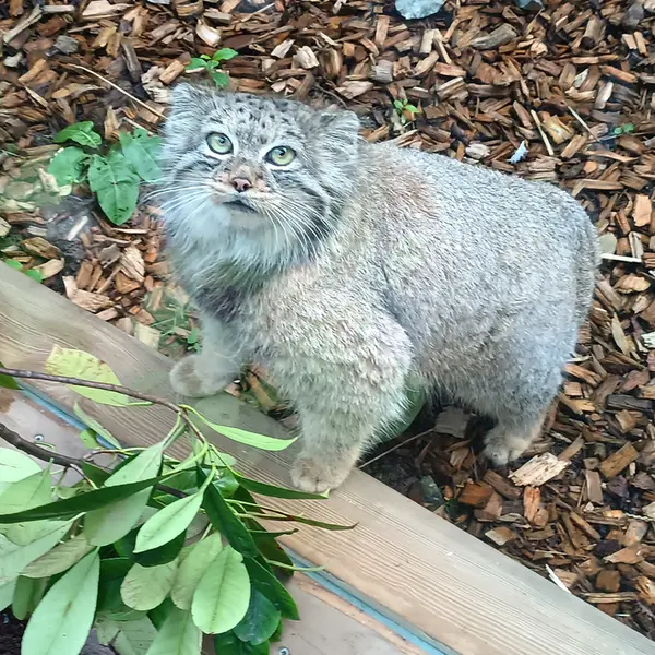 トレゴムール動物園のイフルの写真