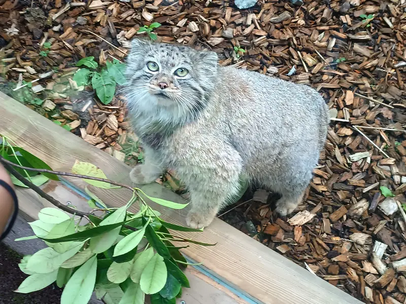 トレゴムール動物園のイフルの写真