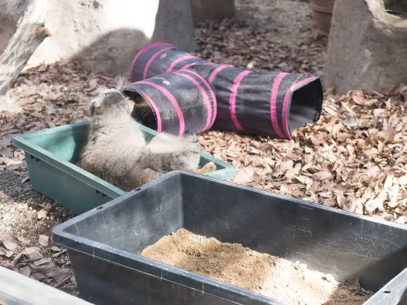 埼玉県こども動物自然公園のオトの写真
