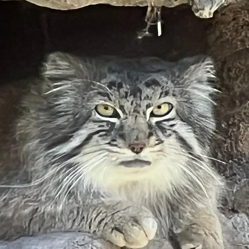 ユタズ・ホグル動物園のマヌルネコのフィラリス