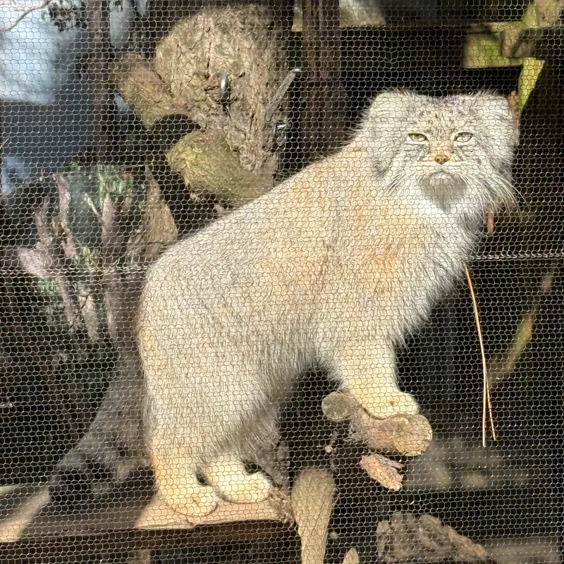 ポッター・パーク動物園のパジの写真