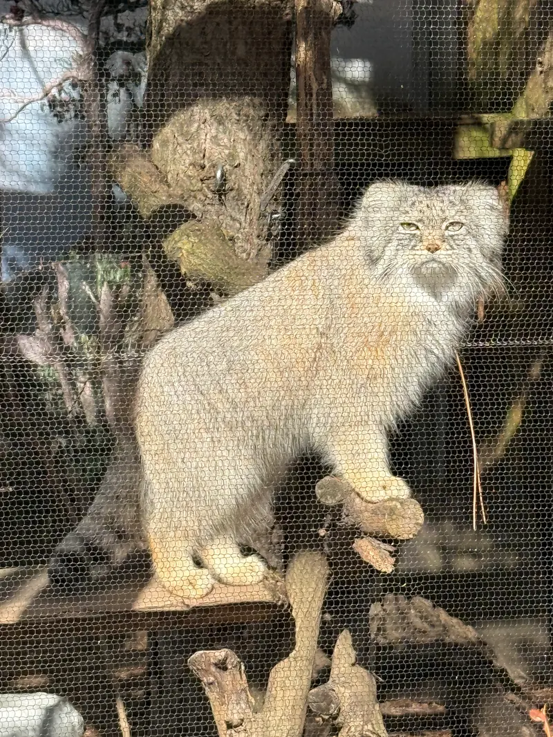 ポッター・パーク動物園のパジの写真