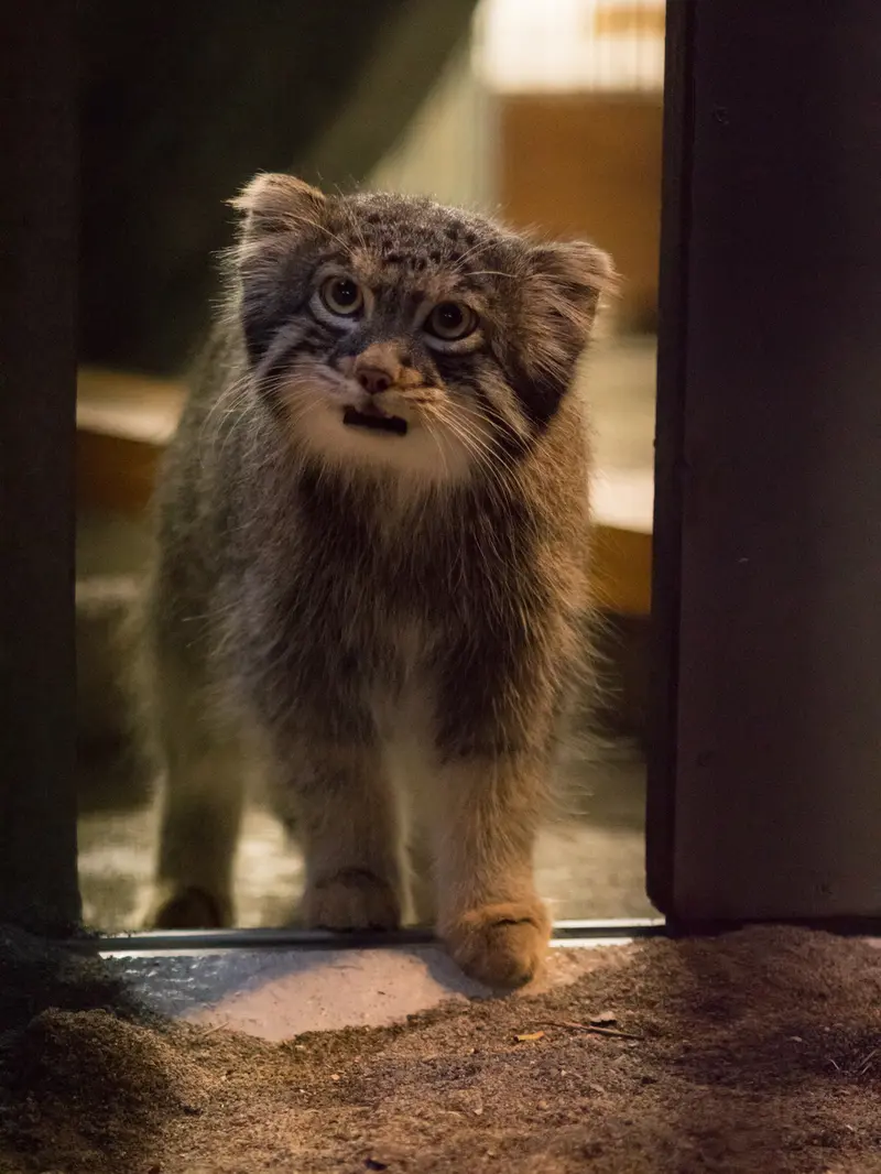 野毛山動物園のフィーガの写真