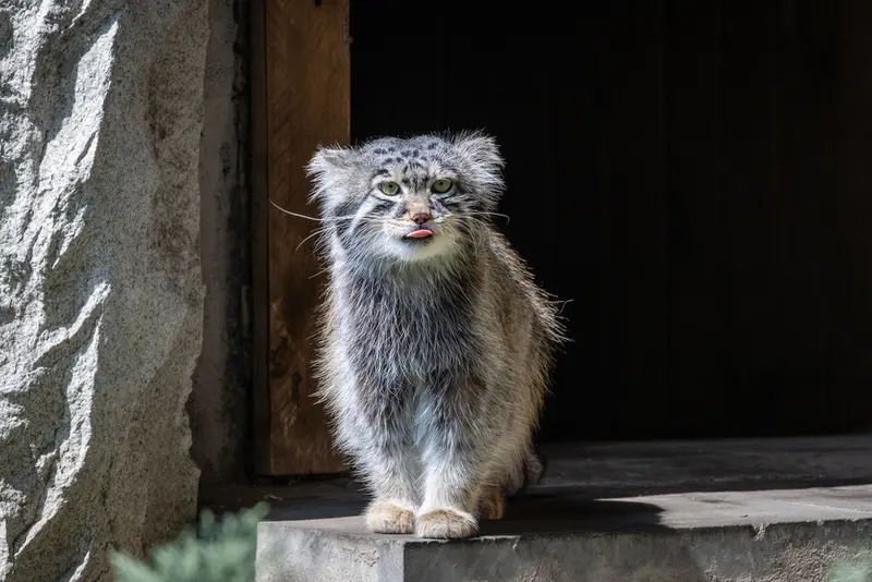 モスクワ動物園のティモフェイの写真