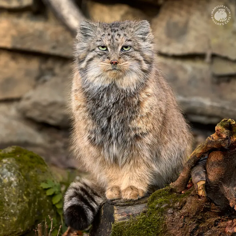 イフラヴァ動物園のルガシャの写真
