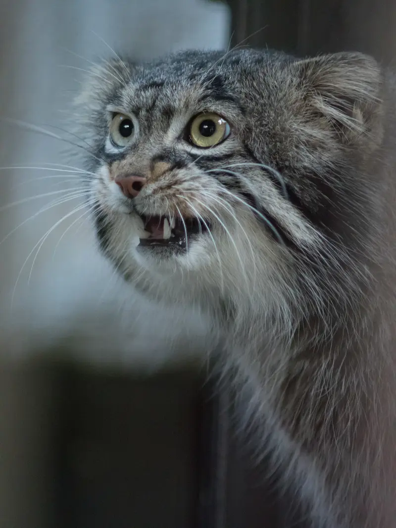 野毛山動物園のフィーガの写真