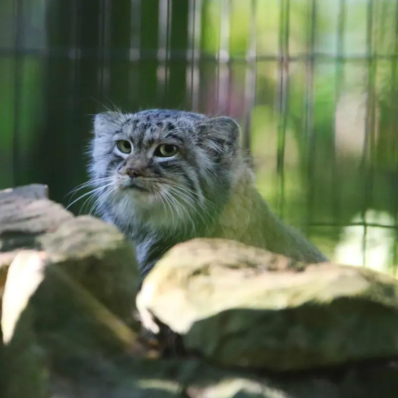 クラクフ動物園のツァスの写真