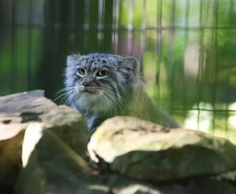 クラクフ動物園のツァスの写真