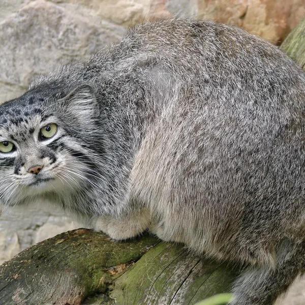 リガ動物園のハーストの写真
