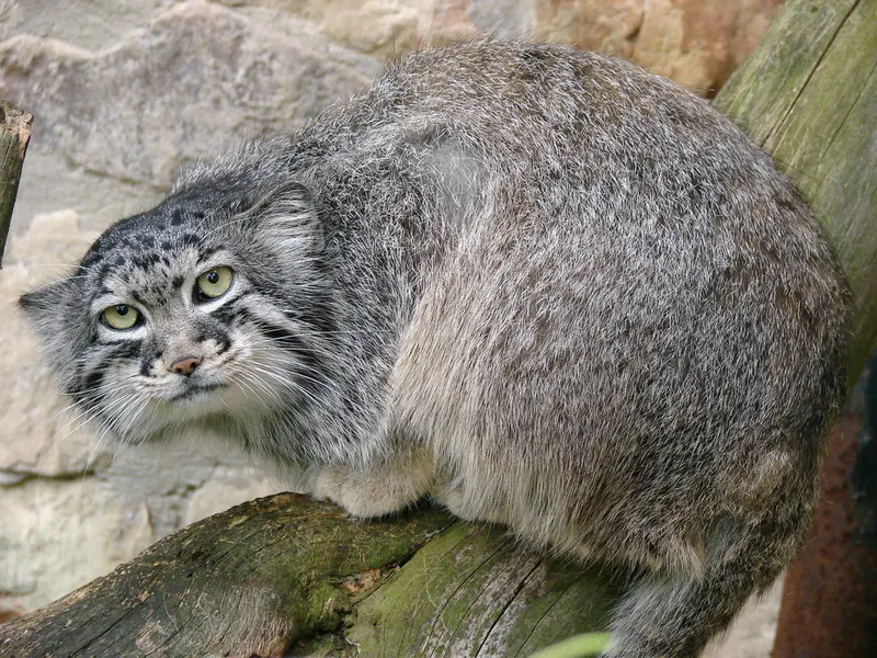 リガ動物園のハーストの写真
