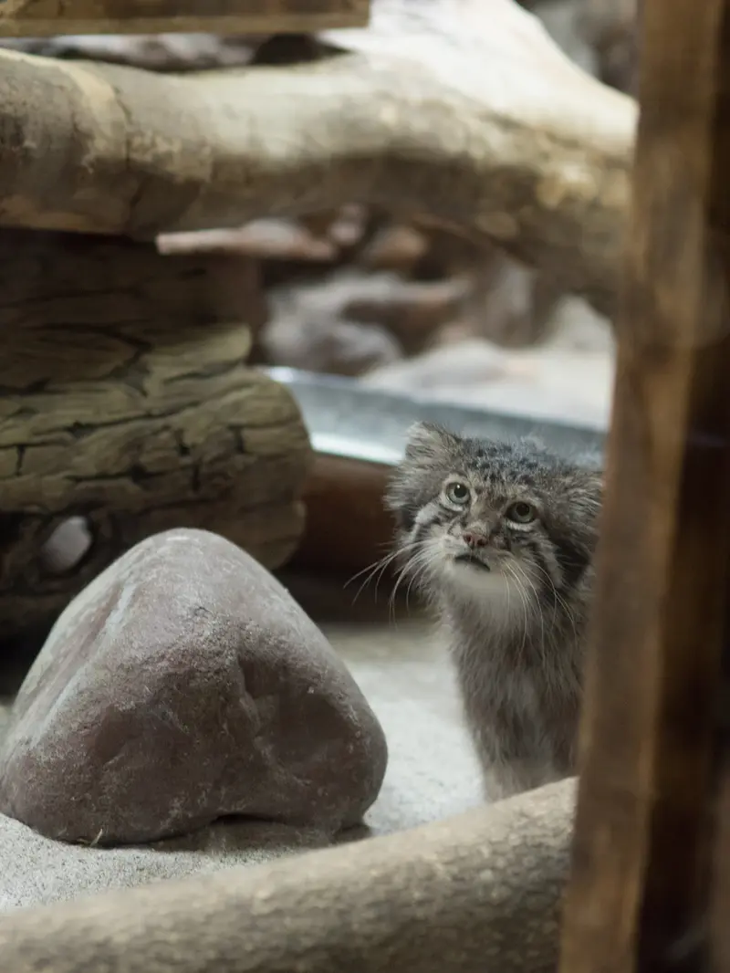 恩賜上野動物園のクリョンの写真