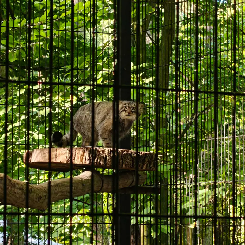 クラクフ動物園のツァスの写真