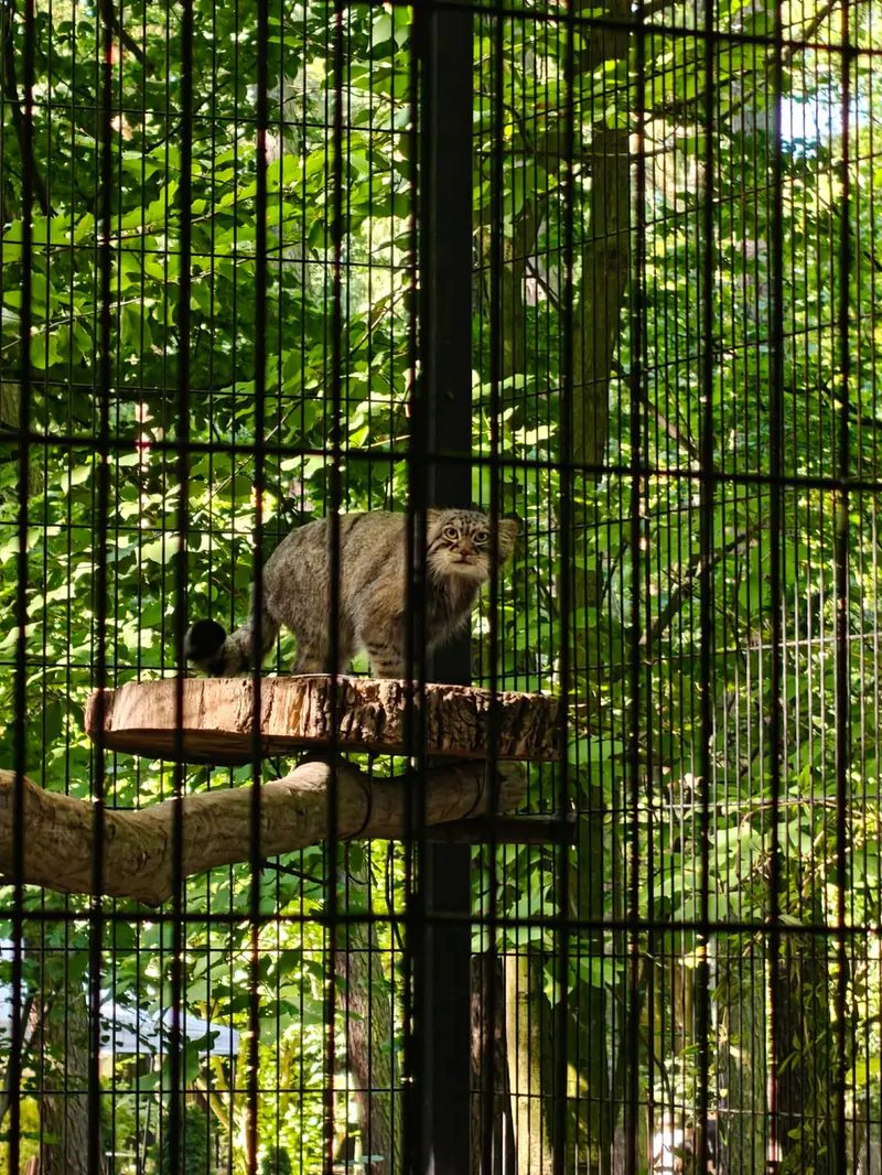 クラクフ動物園のツァスの写真