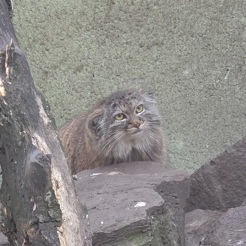 ブダペスト動物園・植物園のボフスの写真