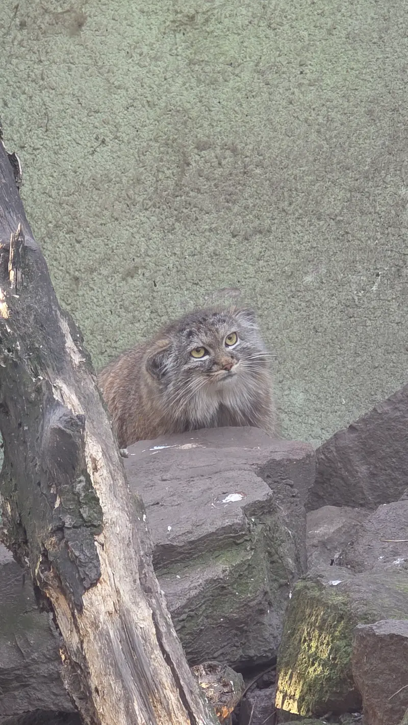 ブダペスト動物園・植物園のボフスの写真