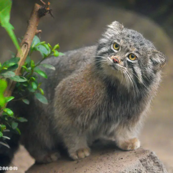 神戸どうぶつ王国のナルの写真
