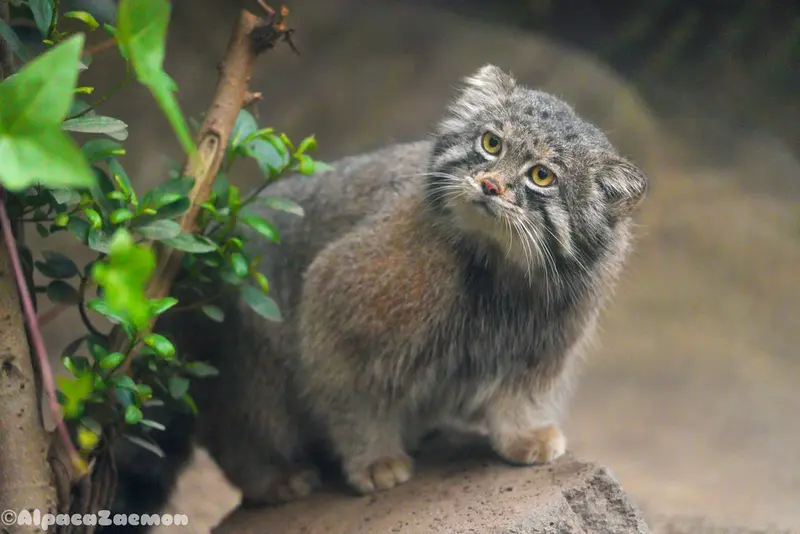 神戸どうぶつ王国のナルの写真