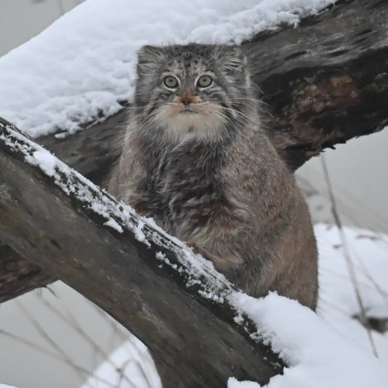 コルケアサーリ動物園のミミの写真