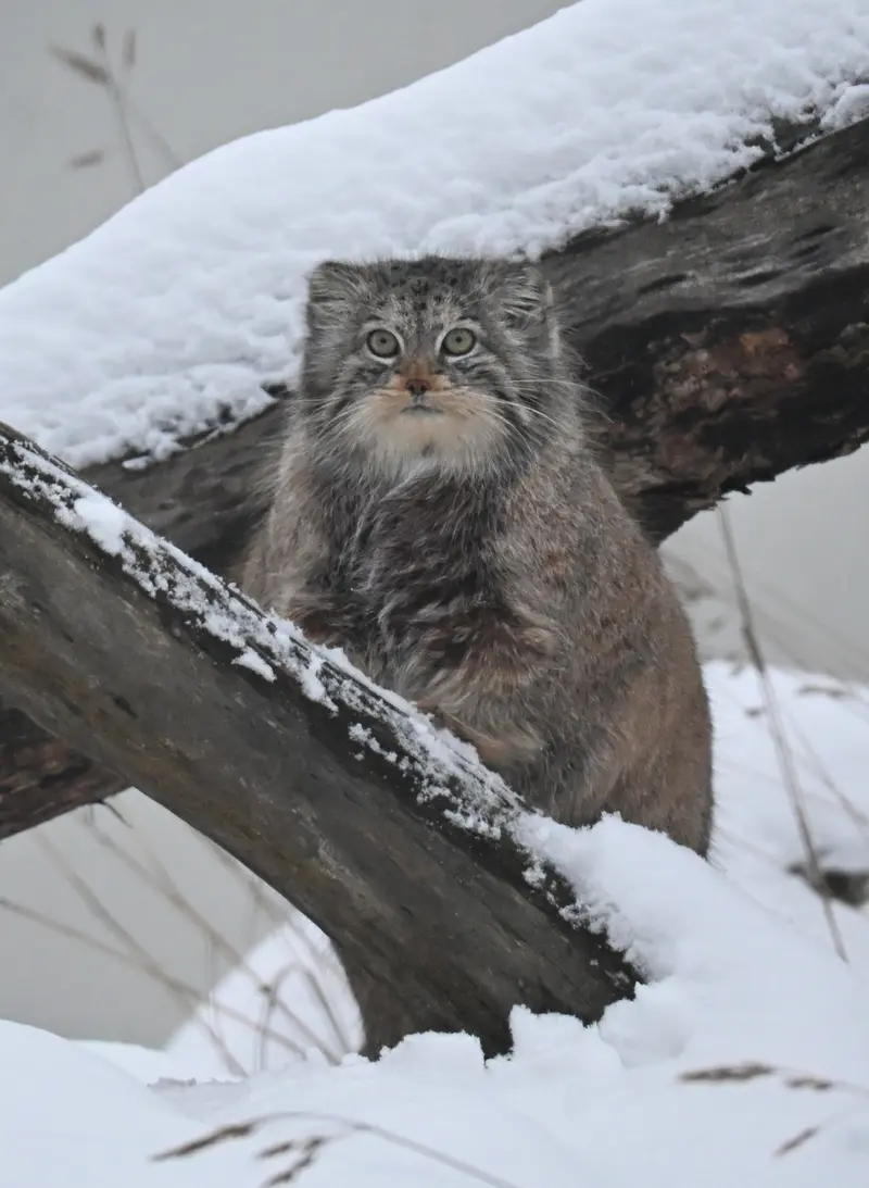 コルケアサーリ動物園のミミの写真