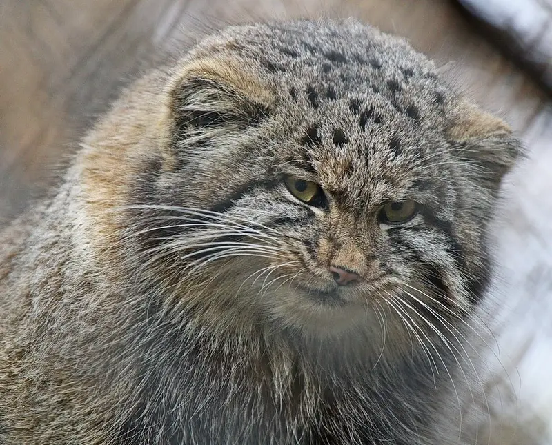 ノヴォシビルスク動物園のグレイの写真