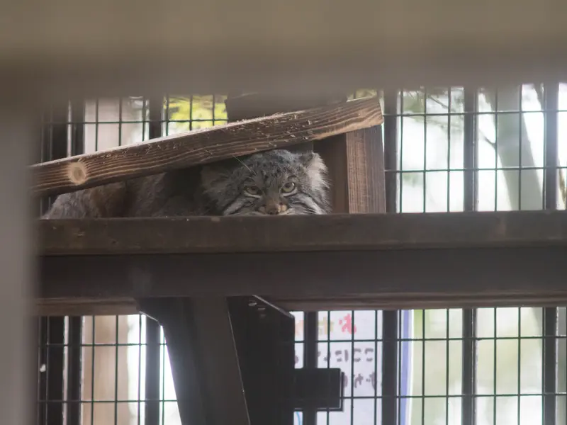 野毛山動物園のフィーガの写真