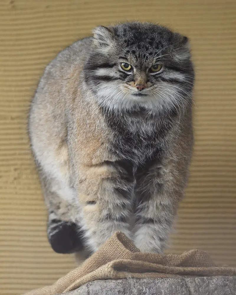 旭山動物園のグルーシャの写真