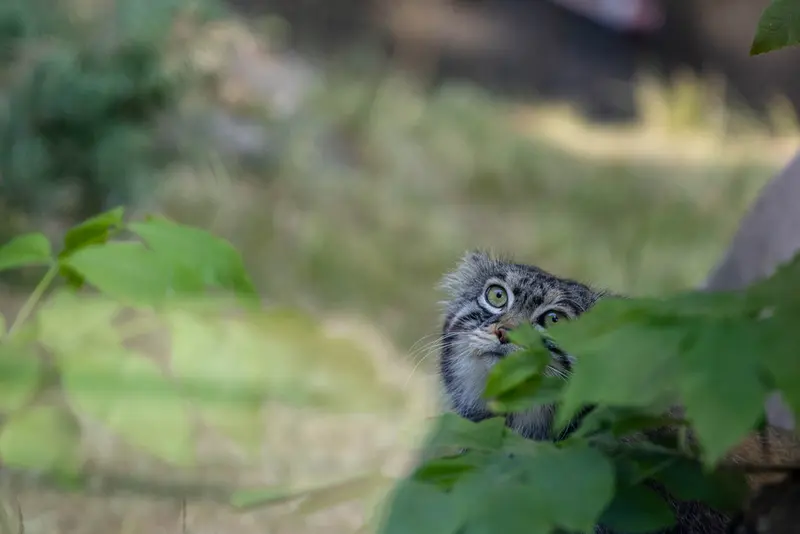 モスクワ動物園のティモフェイの写真