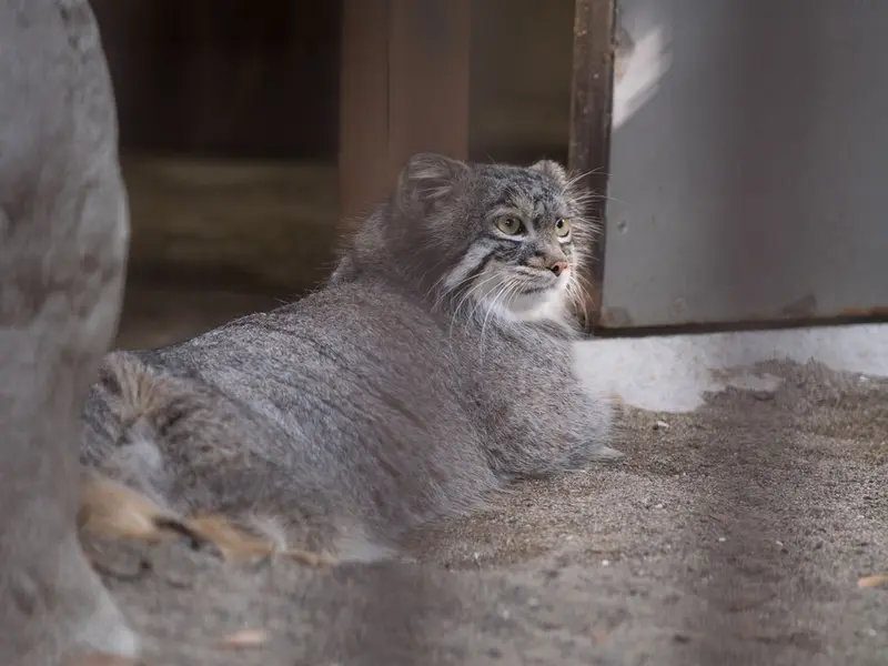 野毛山動物園のフィーガの写真