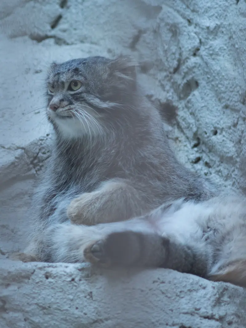 野毛山動物園のフィーガの写真
