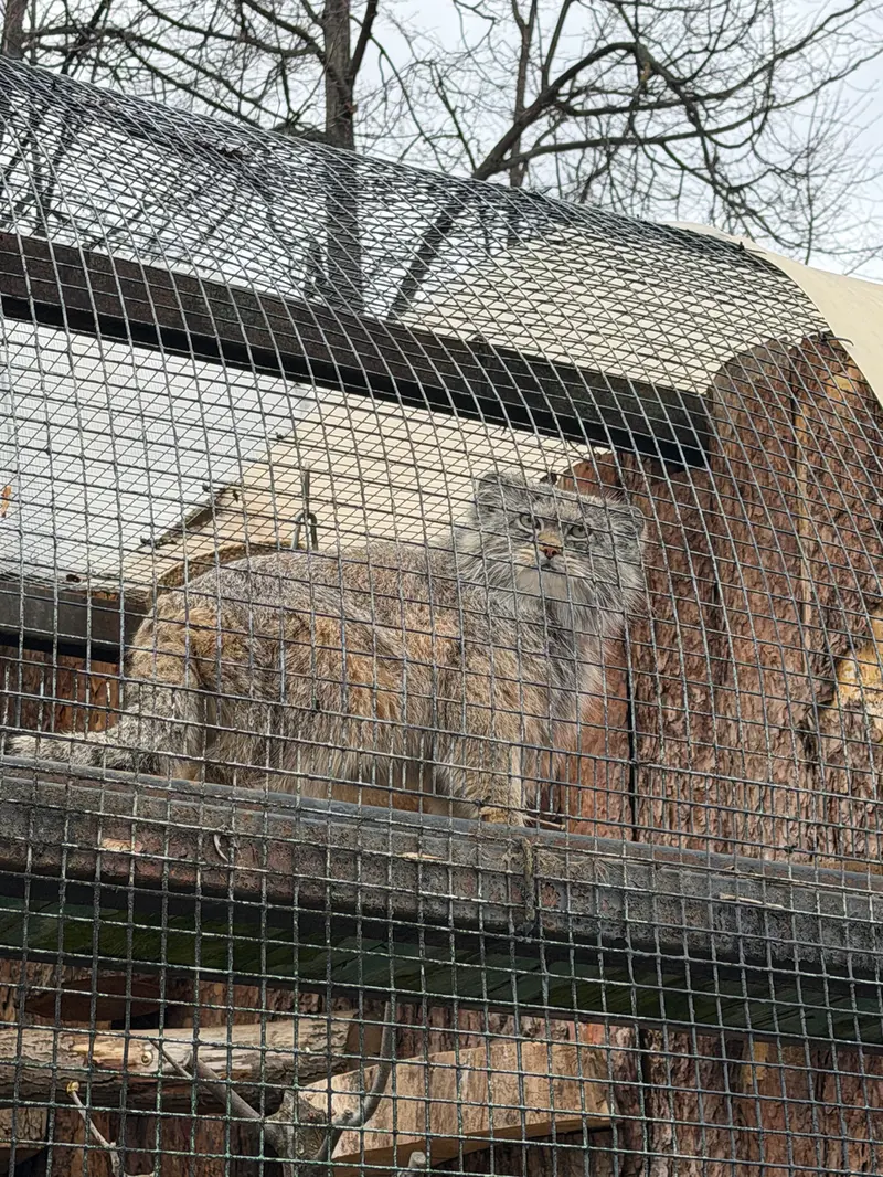 レニングラード動物園のシューの写真