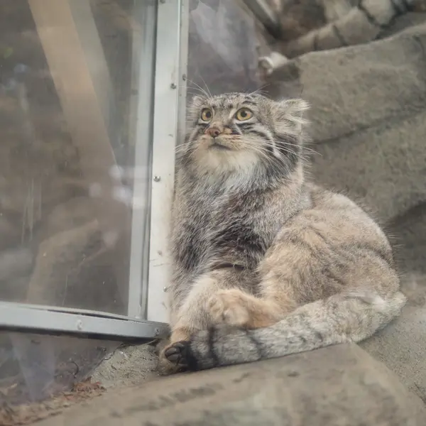 神戸どうぶつ王国のメイの写真