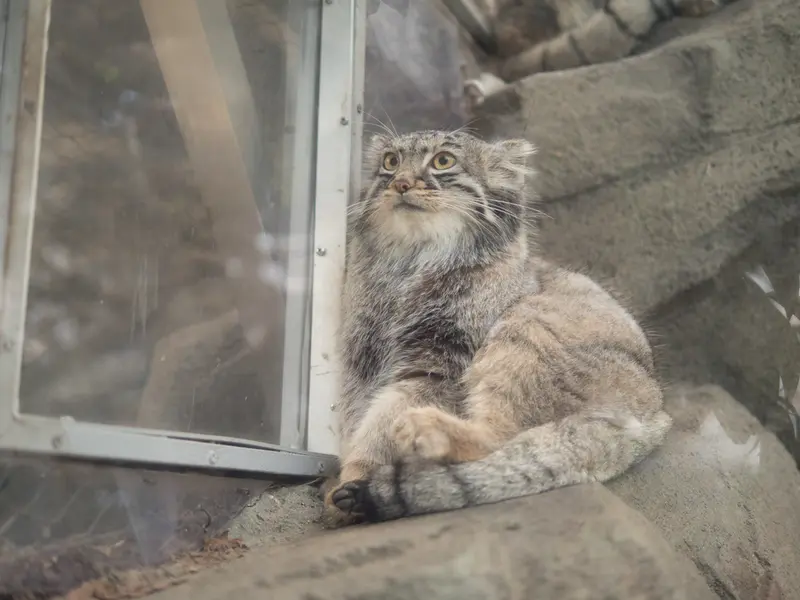 神戸どうぶつ王国のメイの写真
