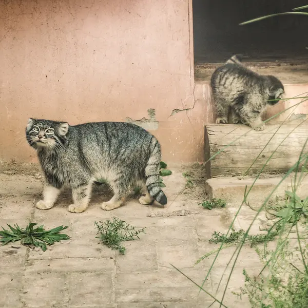 青海チベット高原野生動物園のスン・シャオメイの写真
