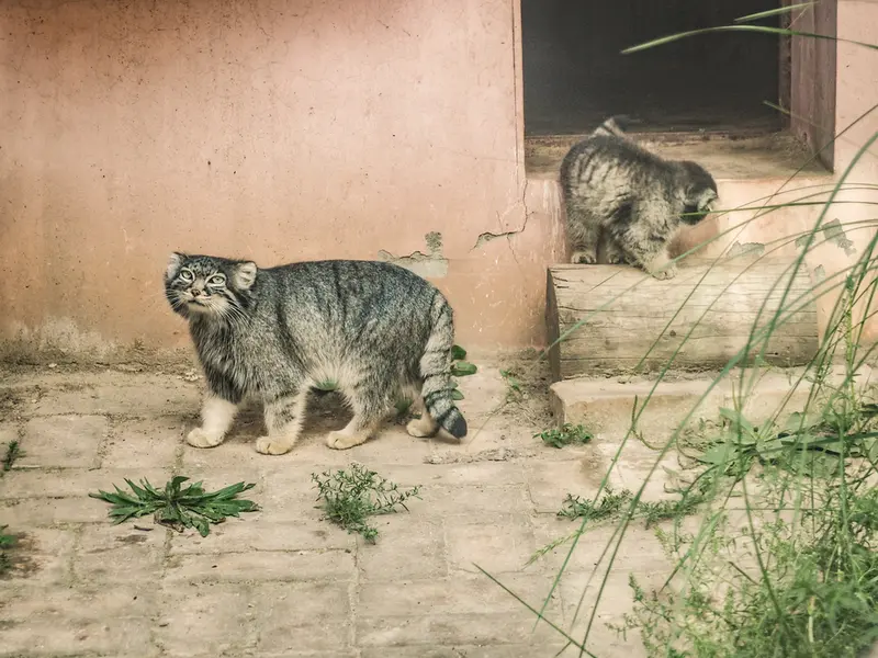 青海チベット高原野生動物園のスン・シャオメイの写真