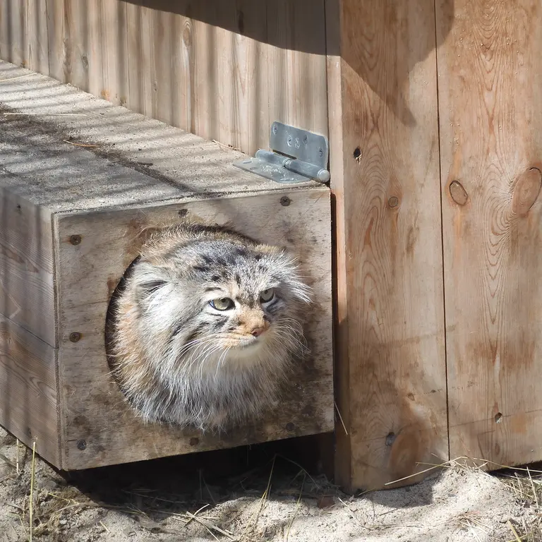 ノヴォシビルスク動物園のガビの写真