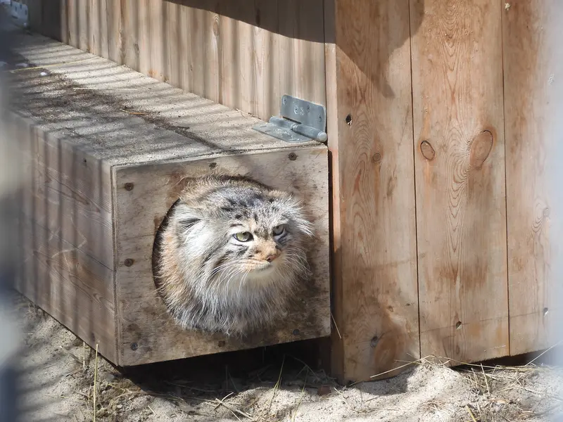 ノヴォシビルスク動物園のガビの写真