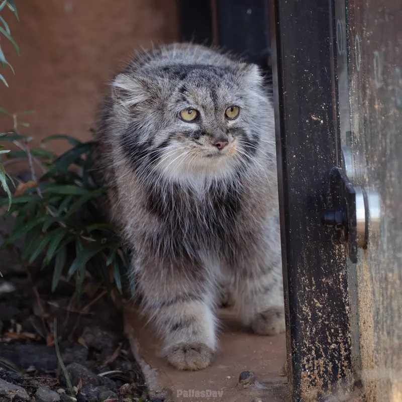 プラハ動物園のプリンセッサの写真