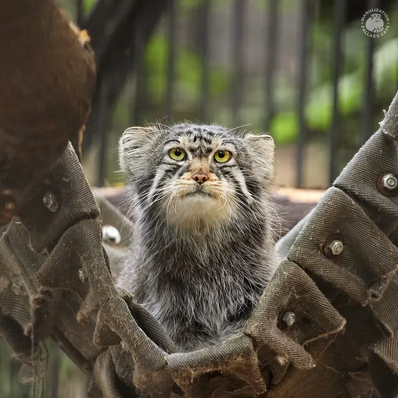 ノヴォシビルスク動物園のチップの写真